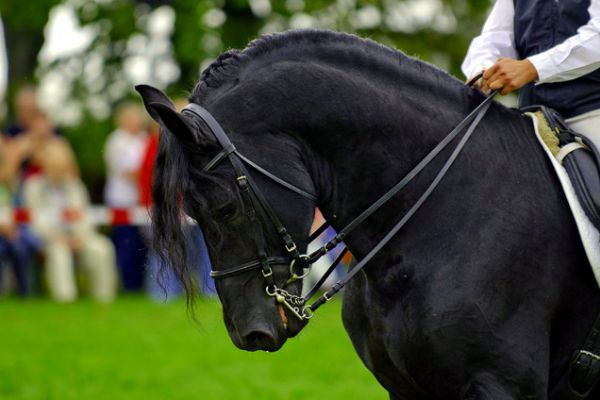 Was ist der Kreisverband Pferdesport Mittelsachsen?